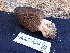  ( - FDS-CA-02344)  @11 [ ] by-nc (2024) Jaren Hockert Fungal Diversity Survey