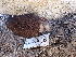  ( - FDS-CA-02344)  @11 [ ] by-nc (2024) Jaren Hockert Fungal Diversity Survey