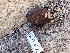  ( - FDS-CA-02344)  @11 [ ] by-nc (2024) Jaren Hockert Fungal Diversity Survey