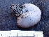  ( - FDS-CA-02347)  @11 [ ] by-nc (2024) Jaren Hockert Fungal Diversity Survey