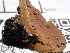  ( - FDS-CA-02370)  @11 [ ] by-nc (2024) Jaren Hockert Fungal Diversity Survey