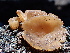  (Peziza nivalis - FDS-CA-02370)  @11 [ ] by-nc (2024) Jaren Hockert Fungal Diversity Survey