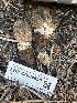  ( - FDS-CA-04590)  @11 [ ] by-nc (2024) Bat Vardeh Fungal Diversity Survey