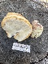  ( - FDS-CA-02098)  @11 [ ] by-nc (2024) Bat Vardeh Fungal Diversity Survey