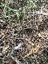  ( - FDS-CA-03364)  @11 [ ] by (2024) Justin Paulin Fungal Diversity Survey