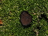 ( - FDS-CA-03371)  @11 [ ] by (2024) Justin Paulin Fungal Diversity Survey
