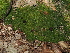  ( - FDS-CA-03371)  @11 [ ] by (2024) Justin Paulin Fungal Diversity Survey