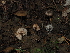 ( - FDS-CA-03360)  @11 [ ] by (2024) Justin Paulin Fungal Diversity Survey