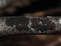  (Graphostromataceae - FDS-CA-03361)  @11 [ ] by (2024) Justin Paulin Fungal Diversity Survey