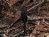  ( - FDS-CA-03364)  @11 [ ] by (2024) Justin Paulin Fungal Diversity Survey