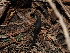  ( - FDS-CA-03364)  @11 [ ] by (2024) Justin Paulin Fungal Diversity Survey