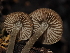 (Cystoagaricus - FDS-CA-03365)  @11 [ ] by (2024) Justin Paulin Fungal Diversity Survey
