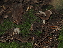  ( - FDS-CA-03376)  @11 [ ] by (2024) Justin Paulin Fungal Diversity Survey