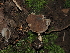  ( - FDS-CA-03376)  @11 [ ] by (2024) Justin Paulin Fungal Diversity Survey