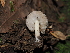  ( - FDS-CA-03376)  @11 [ ] by (2024) Justin Paulin Fungal Diversity Survey
