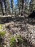  ( - FDS-CA-00130)  @11 [ ] by-nc (2024) Taye Bright Fungal Diversity Survey