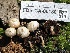  ( - FDS-CA-00130)  @11 [ ] by-nc (2024) Taye Bright Fungal Diversity Survey