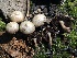  ( - FDS-CA-00130)  @11 [ ] by-nc (2024) Taye Bright Fungal Diversity Survey
