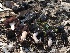  ( - FDS-CA-00133)  @11 [ ] by-nc (2024) Taye Bright Fungal Diversity Survey