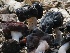  ( - FDS-CA-00133)  @11 [ ] by-nc (2024) Taye Bright Fungal Diversity Survey