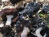  ( - FDS-CA-00133)  @11 [ ] by-nc (2024) Taye Bright Fungal Diversity Survey