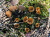  ( - FDS-CA-00141)  @11 [ ] by-nc (2024) Taye Bright Fungal Diversity Survey