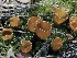  ( - FDS-CA-00141)  @11 [ ] by-nc (2024) Taye Bright Fungal Diversity Survey