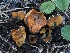  ( - FDS-CA-00143)  @11 [ ] by-nc (2024) Taye Bright Fungal Diversity Survey