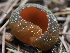  ( - FDS-CA-00143)  @11 [ ] by-nc (2024) Taye Bright Fungal Diversity Survey