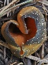  ( - FDS-CA-00143)  @11 [ ] by-nc (2024) Taye Bright Fungal Diversity Survey