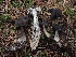  ( - FDS-CA-02205)  @11 [ ] by (2024) Mandy Hackney Fungal Diversity Survey