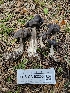  ( - FDS-CA-02205)  @11 [ ] by (2024) Mandy Hackney Fungal Diversity Survey