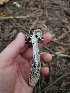  ( - FDS-CA-02205)  @11 [ ] by (2024) Mandy Hackney Fungal Diversity Survey