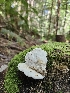  ( - FDS-CA-02226)  @11 [ ] by (2024) Mandy Hackney Fungal Diversity Survey