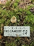  ( - FDS-CA-02227)  @11 [ ] by (2024) Mandy Hackney Fungal Diversity Survey