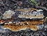  ( - FDS-CA-04250)  @11 [ ] by-nc (2024) Fresno Mycology Society Fungal Diversity Survey