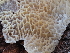  ( - FDS-CA-04250)  @11 [ ] by-nc (2024) Fresno Mycology Society Fungal Diversity Survey