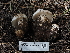  ( - FDS-CA-04251)  @11 [ ] by-nc (2024) Fresno Mycology Society Fungal Diversity Survey