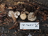  ( - FDS-CA-04253)  @11 [ ] by-nc (2024) Fresno Mycology Society Fungal Diversity Survey