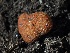  ( - FDS-CA-00145)  @11 [ ] by-nc (2024) Taye Bright Fungal Diversity Survey