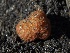  ( - FDS-CA-00145)  @11 [ ] by-nc (2024) Taye Bright Fungal Diversity Survey