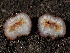 (Pachyphlodes sp. carnea-CA01 - FDS-CA-00145)  @11 [ ] by-nc (2024) Taye Bright Fungal Diversity Survey