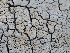  ( - FDS-CA-00146)  @11 [ ] by-nc (2024) Taye Bright Fungal Diversity Survey