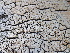  ( - FDS-CA-00146)  @11 [ ] by-nc (2024) Taye Bright Fungal Diversity Survey