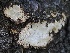  ( - FDS-CA-00148)  @11 [ ] by-nc (2024) Taye Bright Fungal Diversity Survey