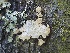  ( - FDS-CA-00148)  @11 [ ] by-nc (2024) Taye Bright Fungal Diversity Survey