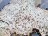  ( - FDS-CA-00148)  @11 [ ] by-nc (2024) Taye Bright Fungal Diversity Survey