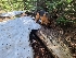  ( - FDS-CA-04253)  @11 [ ] by-nc (2024) Fresno Mycology Society Fungal Diversity Survey