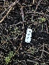  ( - FDS-CA-04701)  @11 [ ] by (2024) Justin Paulin Fungal Diversity Survey