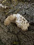  ( - FDS-CA-01675)  @11 [ ] c (2024) Rudy Diaz Fungal Diversity Survey